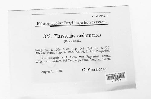 Marssonina andurnensis image
